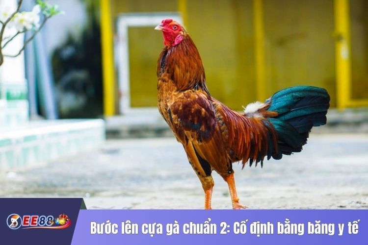 Bước lên cựa gà chuẩn 2: Cố định bằng băng y tế