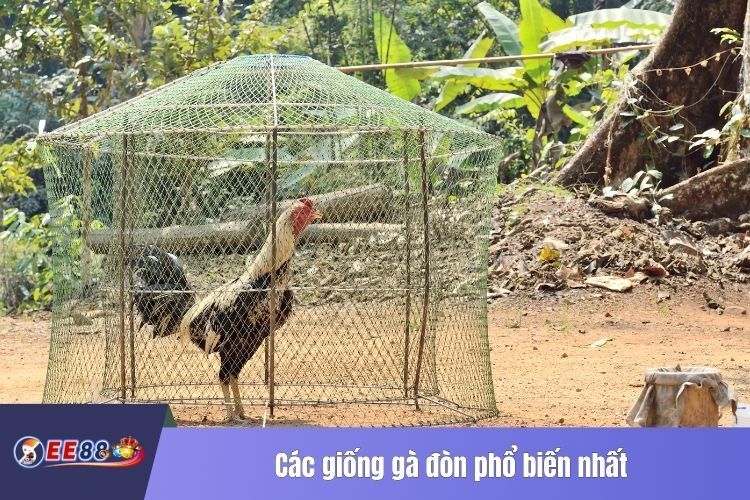 Các giống gà đòn phổ biến nhất