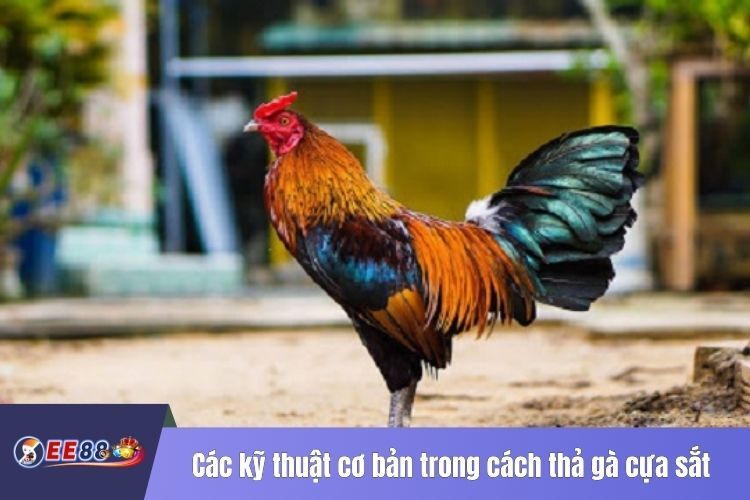 Các kỹ thuật cơ bản trong cách thả gà cựa sắt