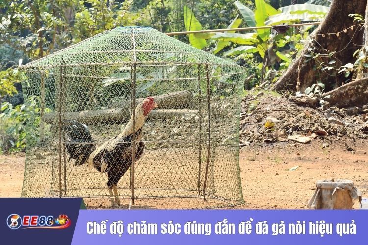 Chế độ chăm sóc đúng đắn để đá gà nòi hiệu quả