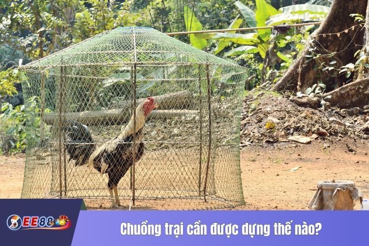 Chuồng trại cần được dựng thế nào?