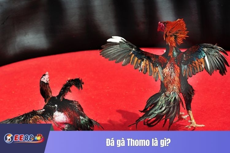 Đá gà Thomo là gì?