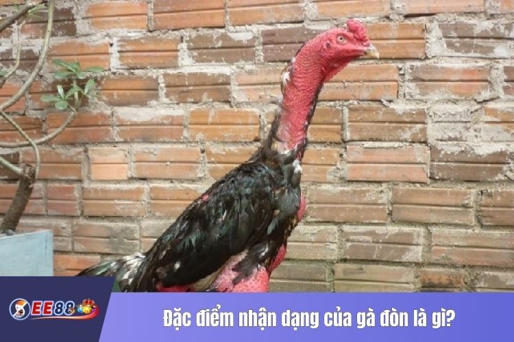 Đặc điểm nhận dạng của gà đòn là gì?