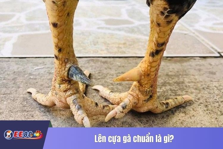 Lên cựa gà chuẩn là gì?