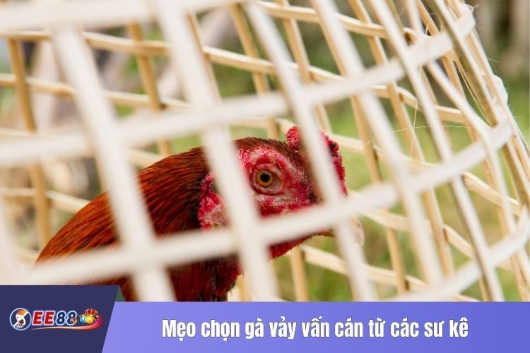 Mẹo chọn gà vảy vấn cán từ các sư kê chuyên nghiệp