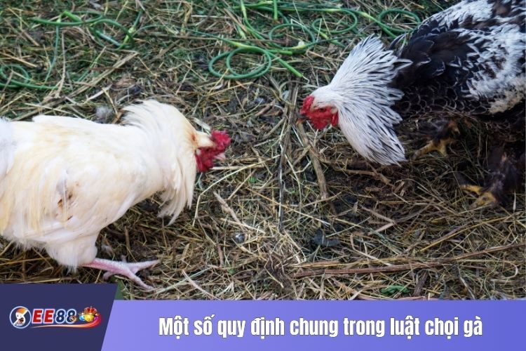 Một số quy định chung trong luật chọi gà