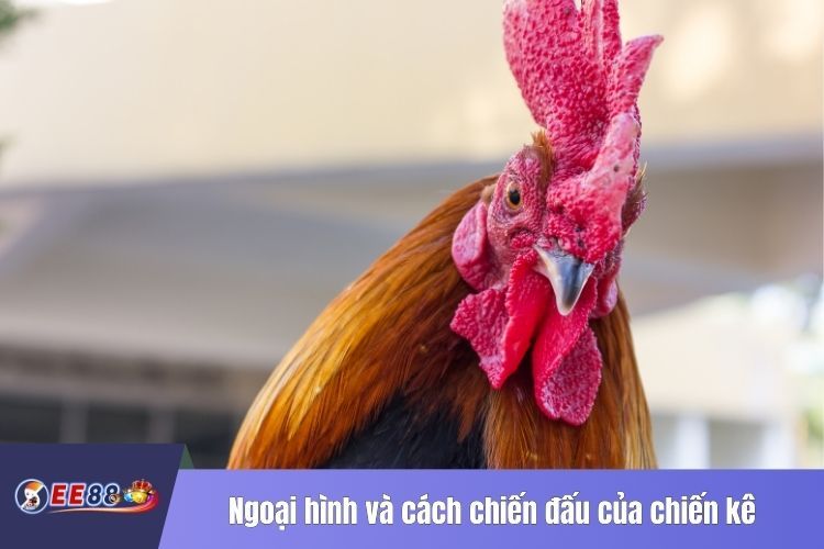 Ngoại hình và cách chiến đấu của chiến kê cựa nhật nguyệt