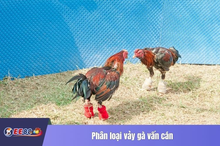 Phân loại vảy gà vấn cán