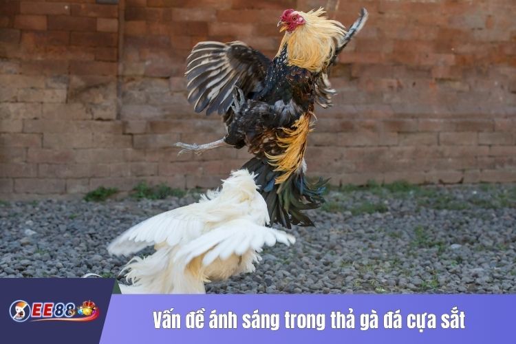 Vấn đề ánh sáng trong thả gà đá cựa sắt